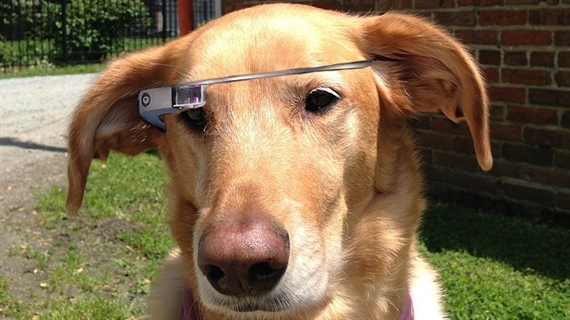 Chó cưng trải nghiệm Google Glass