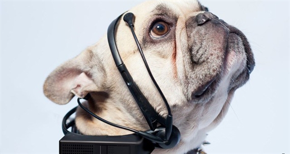 No More Woof - Thiết bị nói hộ tiếng lòng thú cưng